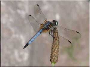 dragonflybug.jpg