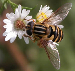 n4502bee.jpg